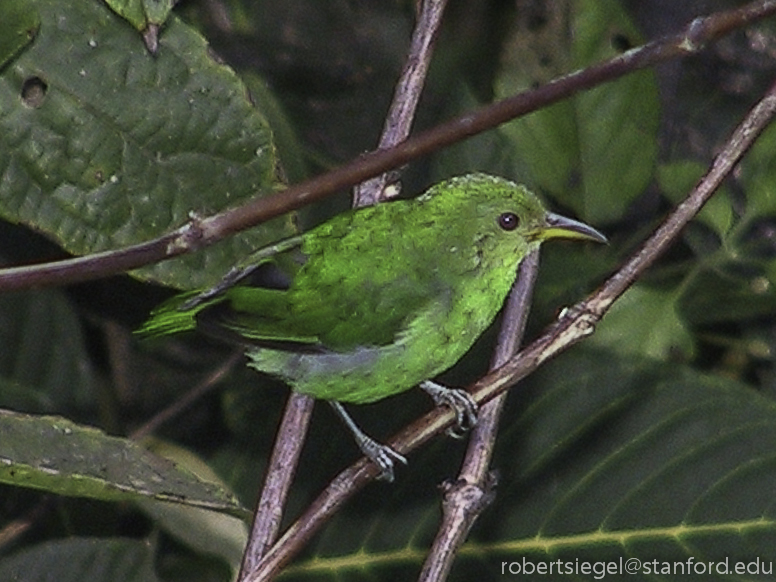 green bird